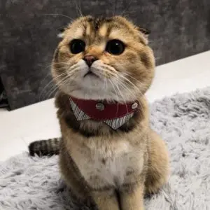 Obroże, szelki, smycze, muszki